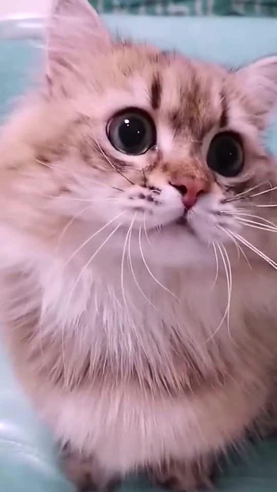 What is the baby’s musical talent ?