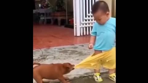 Funny animal