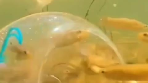 This is a beautiful and charming water-dwelling species