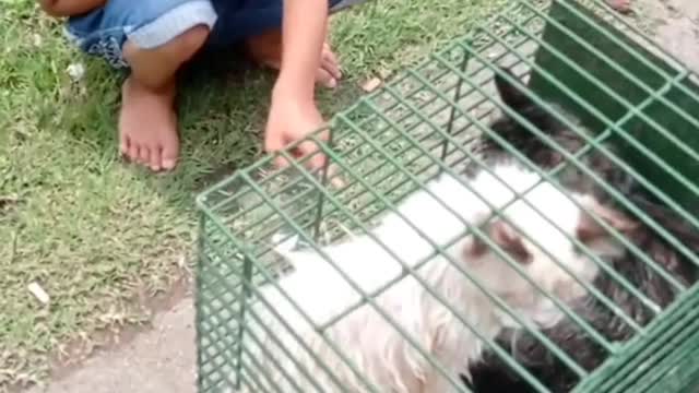 Obedient Cat Actually Enjoys Taking A Bath Part 1