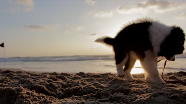 Puppy playing on the beach with the collar