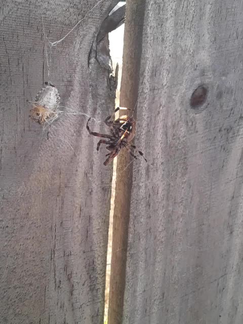 Who needs Halloween Decorations