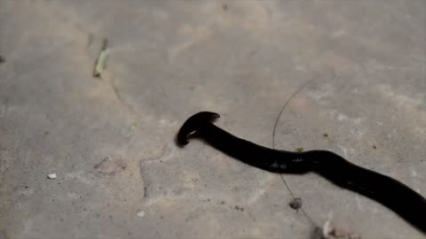 'Alien-like' Creature - Bipalium