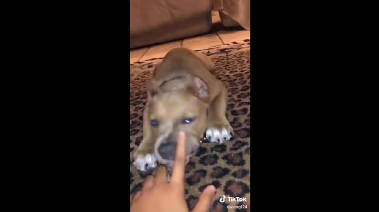 PETS TIK TOK SO CUTE