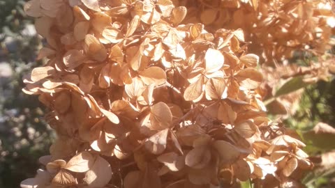 Hydrangea dry