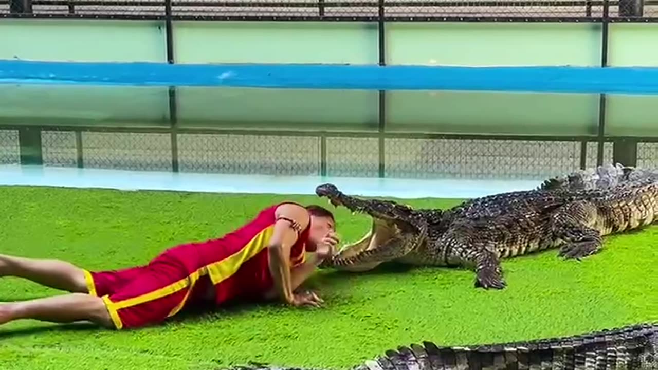 Amazing performance with his pet crocodile😲.