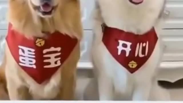 FUNNY DOGS TRY NOT TO LAUGH AT THIS VIDEO