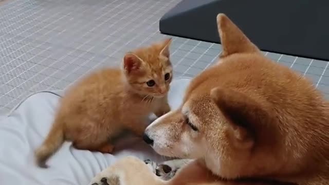 Dog love cat