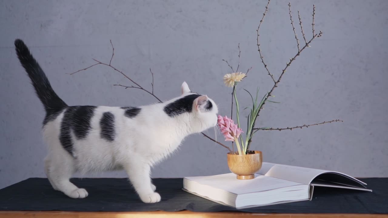 Curious Cat Sniffs a Flower: A Cute Moment