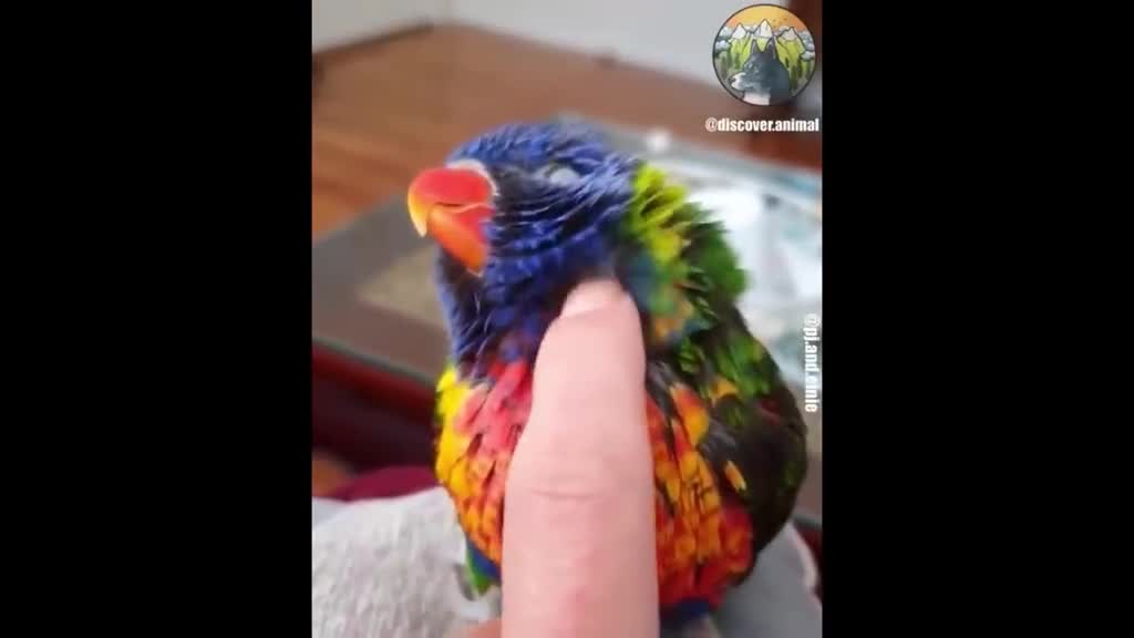 cute parrot