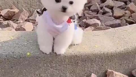 Cute__Pomeranian_puppy_video___dog_videos___Cute_puppy_shorts___puppies_videosshorts_%23puppy