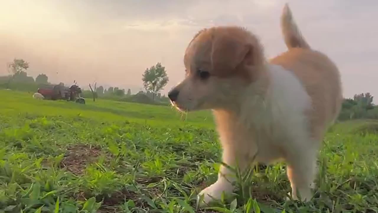 Todays puppy play With Rabbit