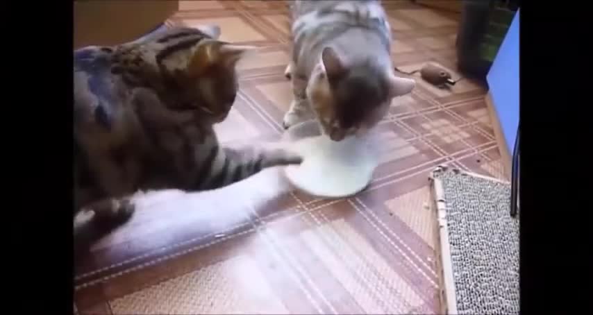 Funny best cat video 🤣