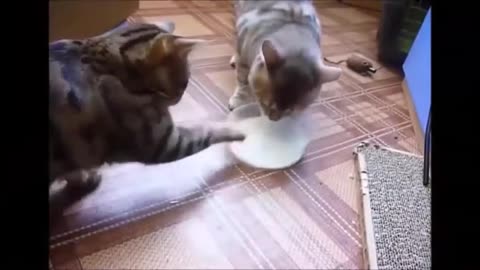 Funny best cat video 🤣