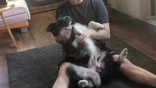 Australian Shepherd doing cuddle tricks