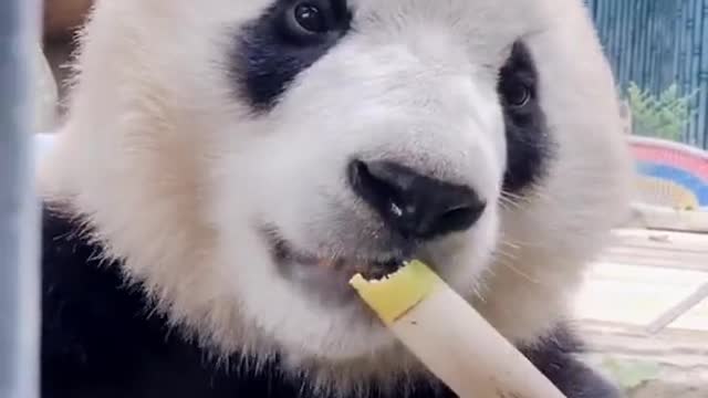 Yummy cute animal5