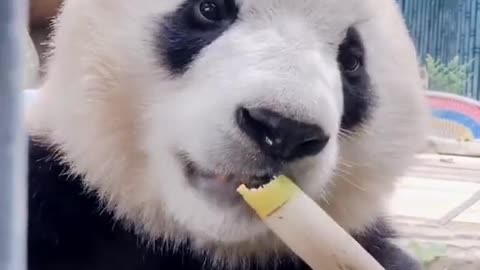 Yummy cute animal5