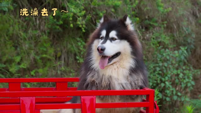 Dawang and Dad go out to dig soil, and take a comfy bath after getting dirty