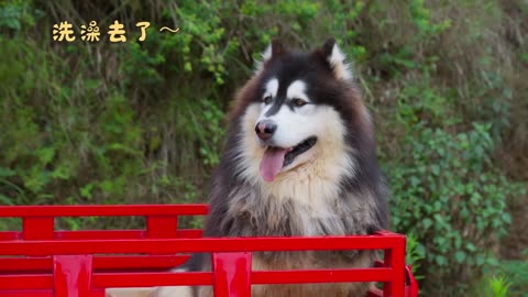 Dawang and Dad go out to dig soil, and take a comfy bath after getting dirty