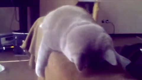 Funny Cats Compilation