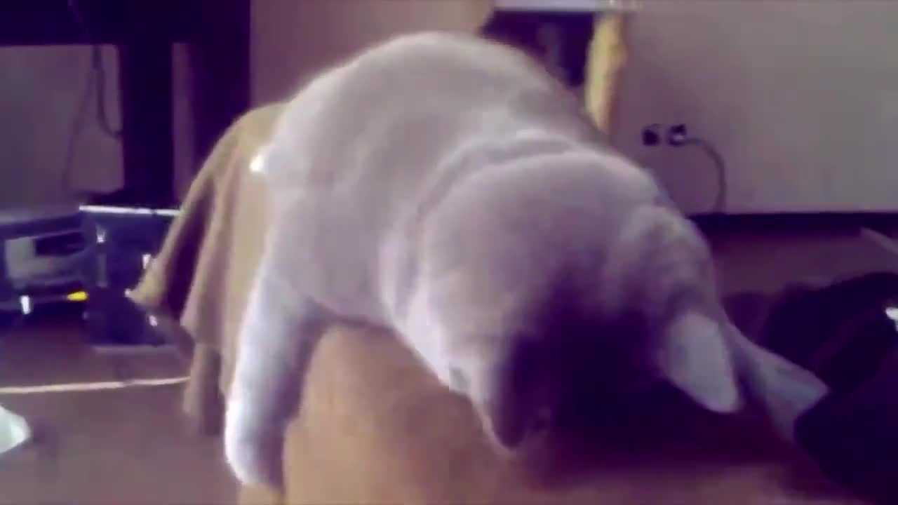 Funny Cats Compilation