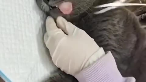 Funny cat's 2024🤣🤣