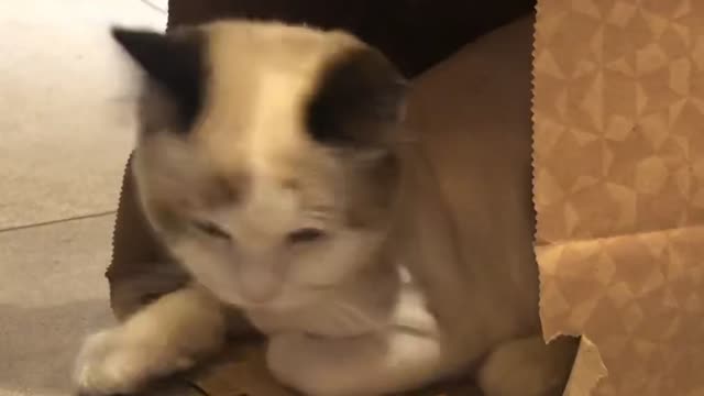 A cat playing around in a paper bag