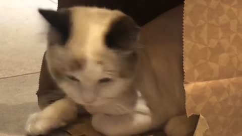 A cat playing around in a paper bag