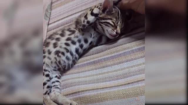 Baby Cats Cute Videos Compilations Part 14