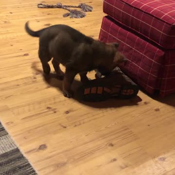 When I Grow Up I want to be a Cowboy!