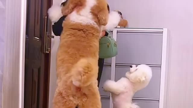 A big dogs sexx a lady.very funny videos
