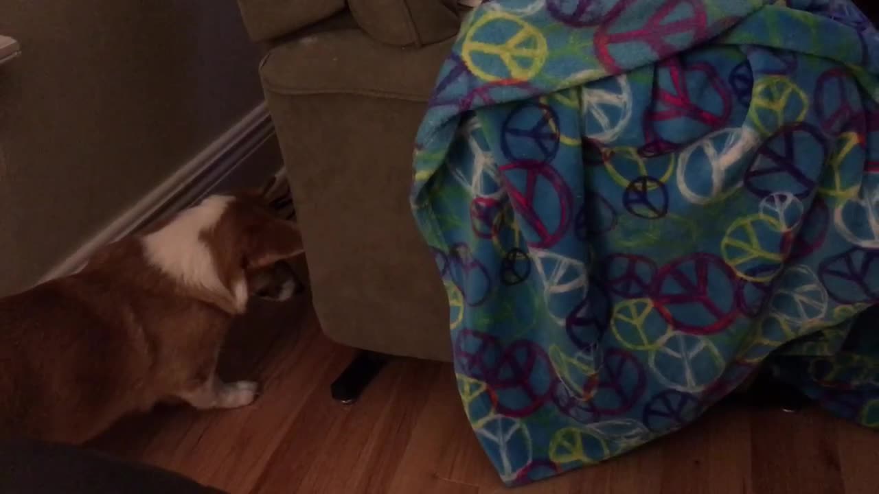 Curious corgi has mind blown by recliner noises