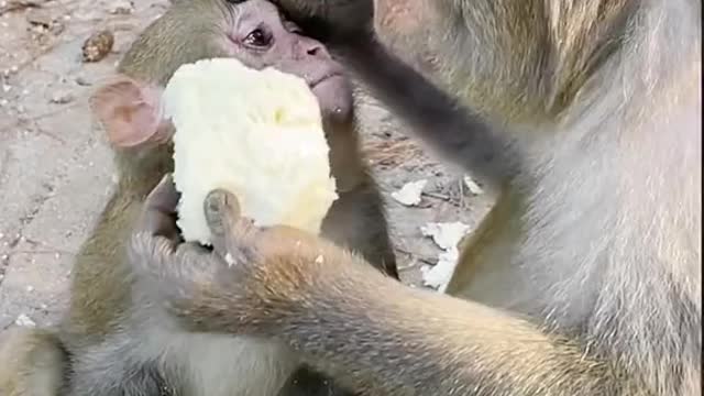 Angry mother monkey