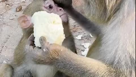 Angry mother monkey