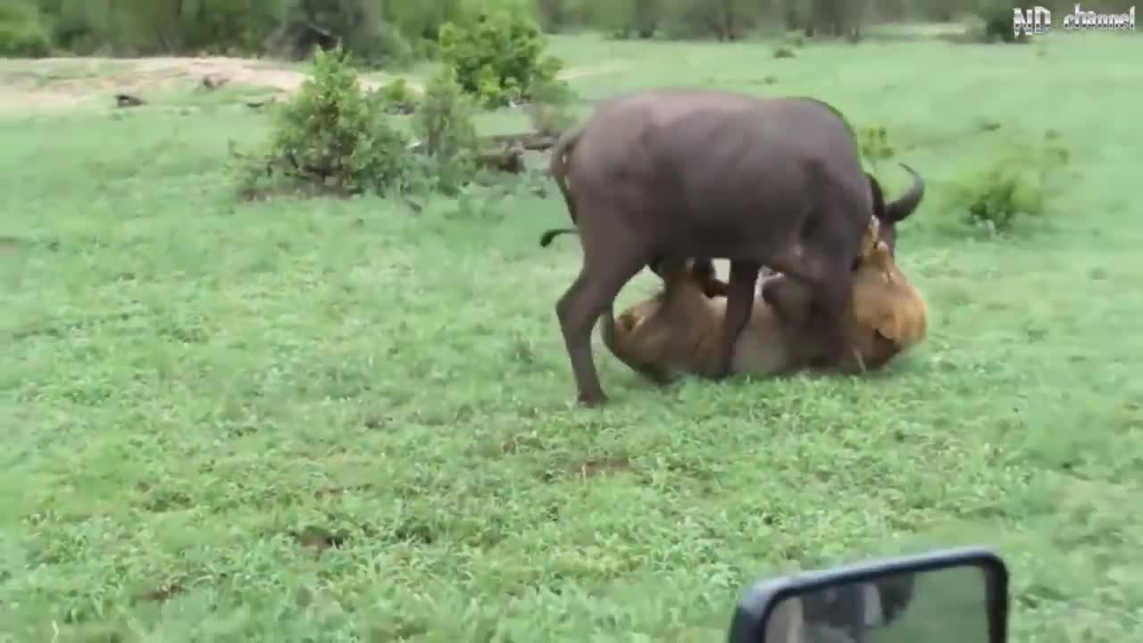 Classic Upstream Moves Before The Lion King Of Wild Animals -- Buffalo, Rhino, Hippo, Zebra