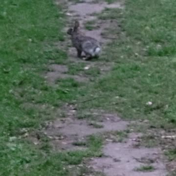 Seeing Rabbits On Our Walk