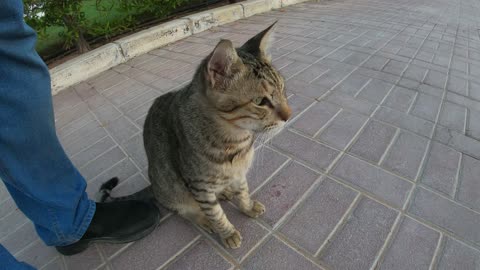 MICHAEL JACKSON - Homeless cat in Ras Al Khaimah, UAE #cat #cats #MichaelJackson #emirates #UAE #4u