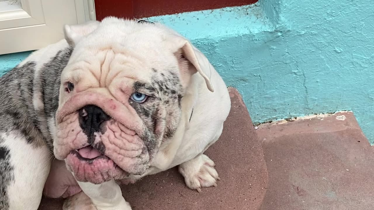 Shiloh the bulldog has things to say