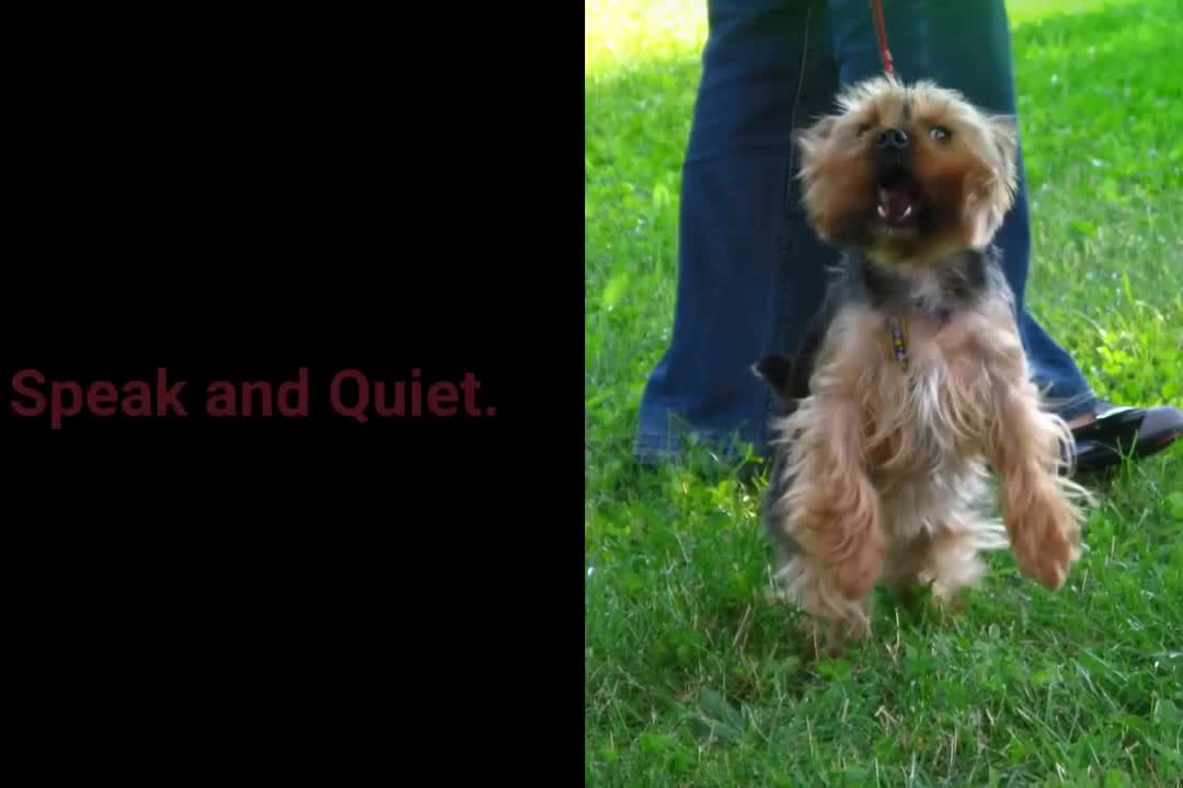 10 most essential commands every dog- 7 WHIT ME