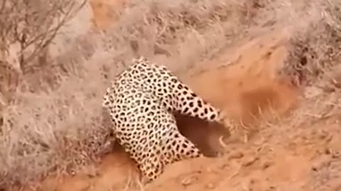 How Leopard hunts a Wathog in a whole, it s hiding place