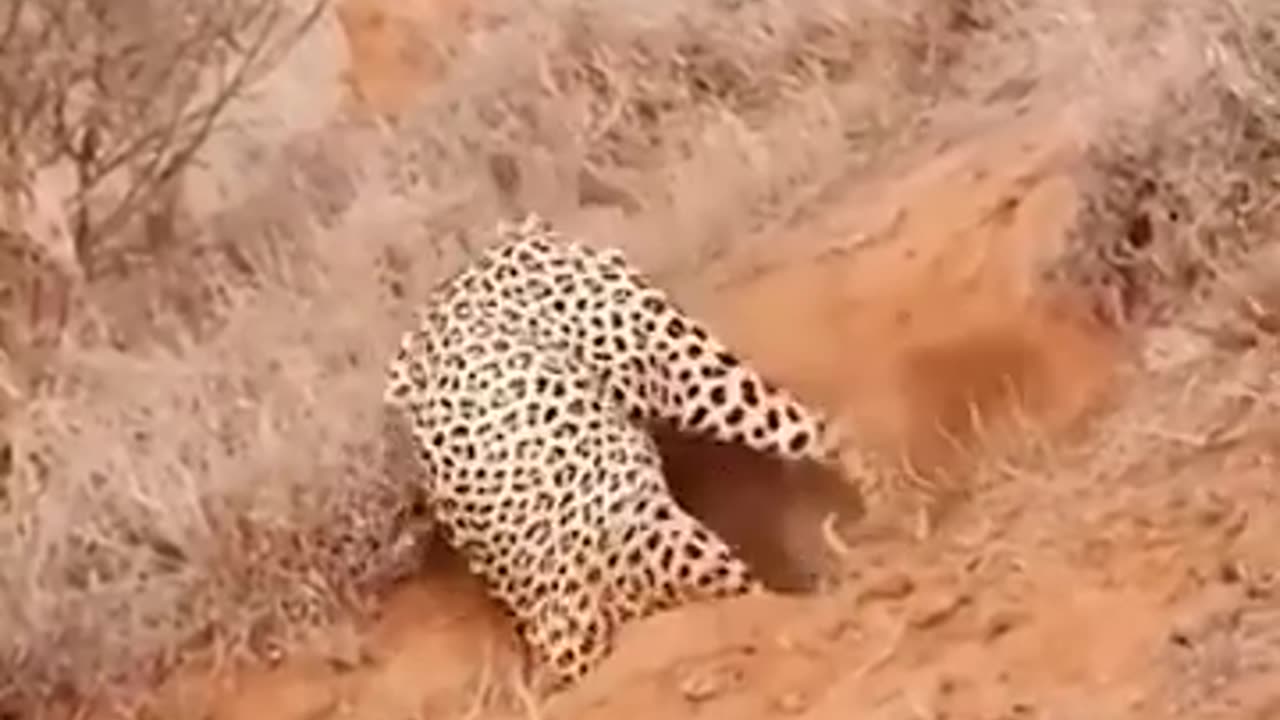 How Leopard hunts a Wathog in a whole, it s hiding place