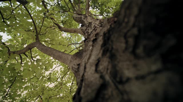 A tree bark