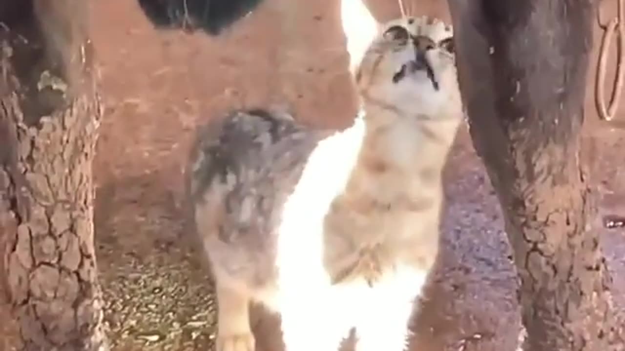 "Moo-Licious Moments: Adorable Kitten Sips Fresh Milk Straight from the Cow!"N