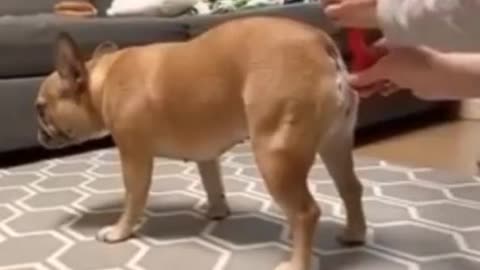 Very funny video of dog