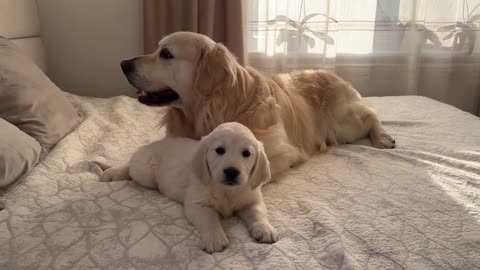 What does a Puppy do when a Golden Retriever ignores him