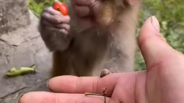 Baby Monkey Doo Eating Grapes - Funny Animals