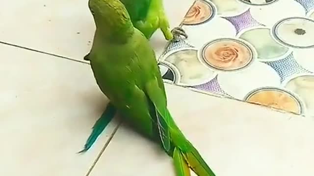 parrots play to gfdutvbng jgtevi jgjjgvc