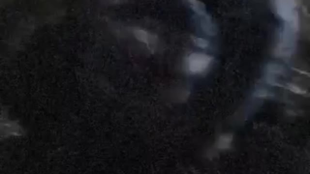 Funny Cat ignore