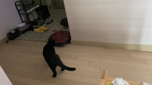 Robot Cleaner and Cat