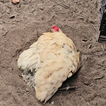 OMC! Hen is serious about her dirt bath! #hen #chicken #orpington #dirt #bathing #pets #bird #shorts